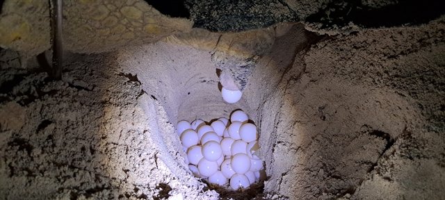 Sea turtles flock to the shore as the breeding season starts in Con Dao ...