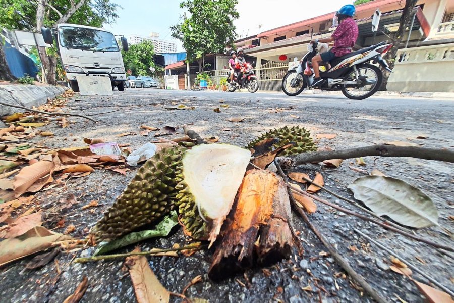 Hubungan yang mengkhawatirkan antara durian dan demam berdarah