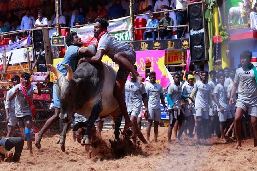 Mahkamah Agung di India mendukung undang-undang pemerintah Tamil Nadu yang mengizinkan olahraga penjinakan banteng