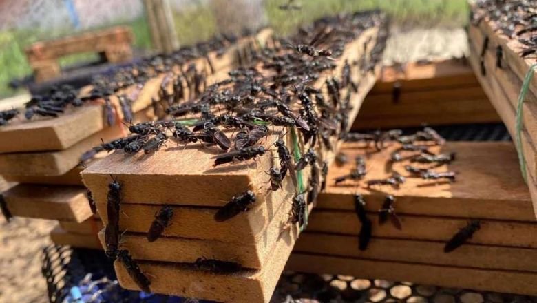 Pakan ternak berbahan dasar larva tersebar luas