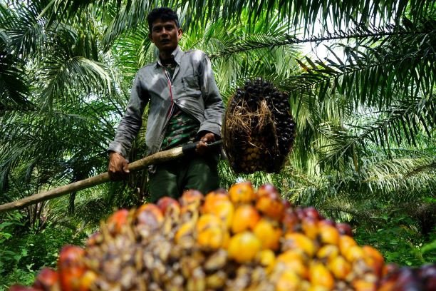 Indonesia dan Malaysia berupaya melunakkan sikap UE terhadap minyak sawit