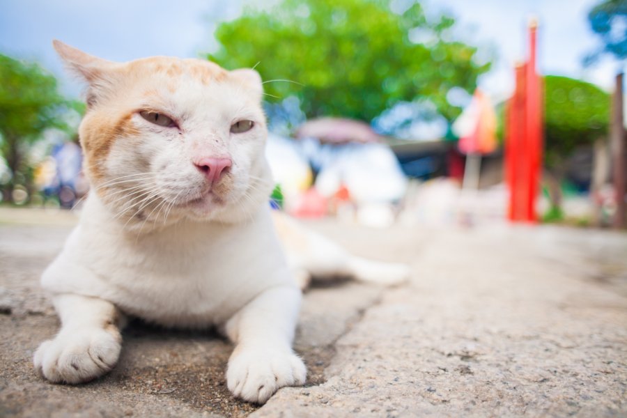 Lebih banyak kasus dugaan kucing terkena flu burung telah dilaporkan di Seoul