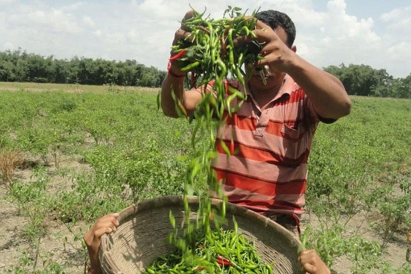 Kisah ‘panas’ di balik mahalnya harga cabai