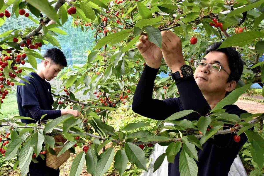 Pejabat pemerintah mengizinkan memanen ceri sebagai pekerjaan sampingan di Prefektur Yamagata