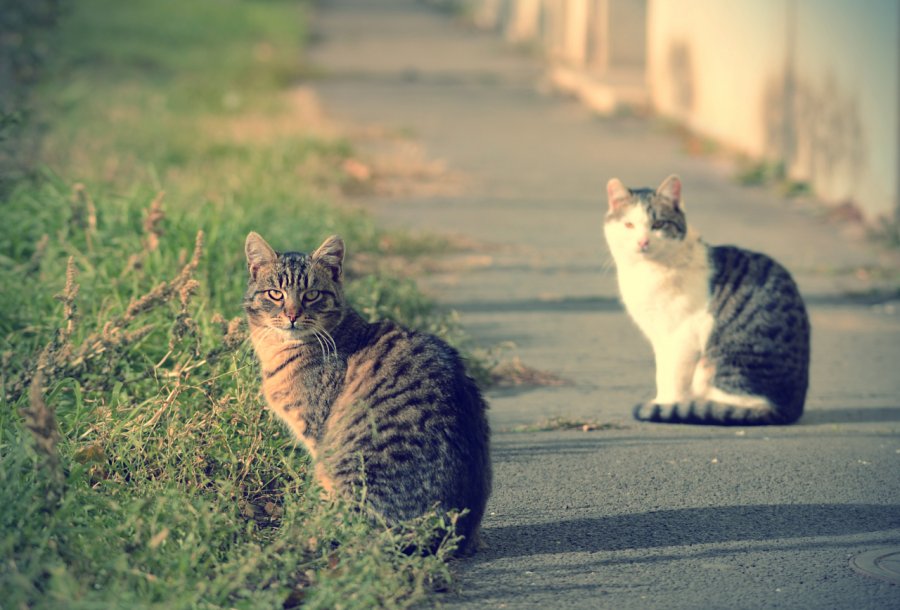 Kucing lain yang terkena flu burung dikonfirmasi di Seoul