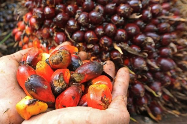 Kebuntuan perdagangan Indonesia dan UE terkait pajak impor biodiesel