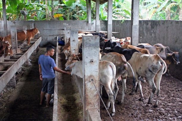 Tidak ada penyakit kulit yang menggumpal pada sapi kita, tegas Canberra setelah Indonesia menghentikan impor