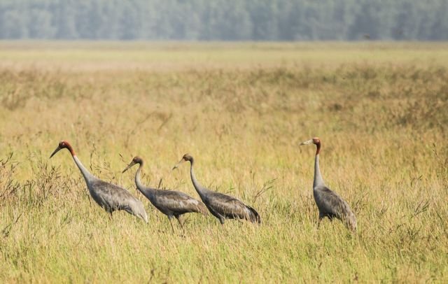 Upaya yang dilakukan untuk mengembalikan burung bangau mahkota merah dari ambang kepunahan