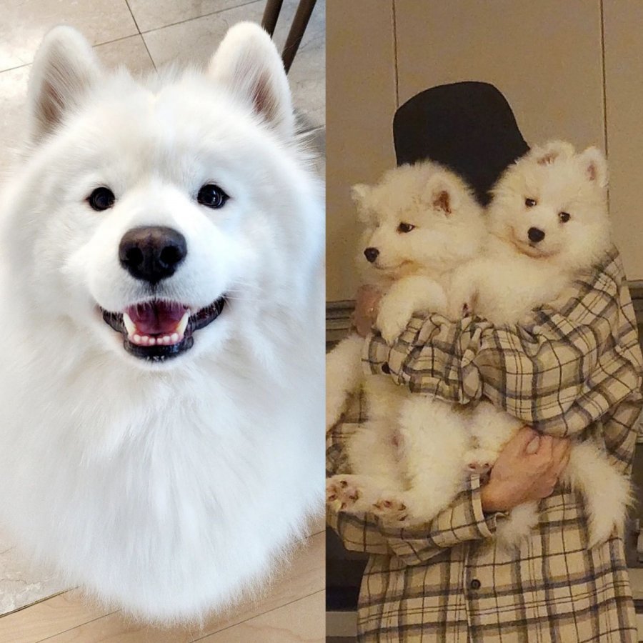 Pet cloning in South Korea raises concerns over bioethics, regulatory