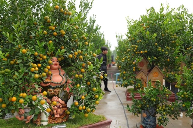 Vietnamese kumquat village hectic as Tet approaches - Asia News ...