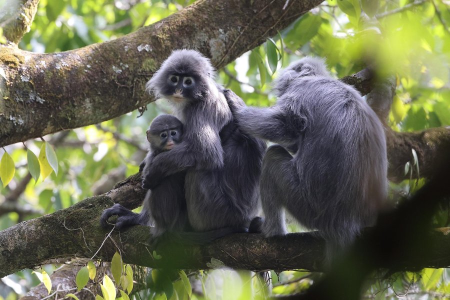 Yunnan villagers make the most of monkey business - Asia News