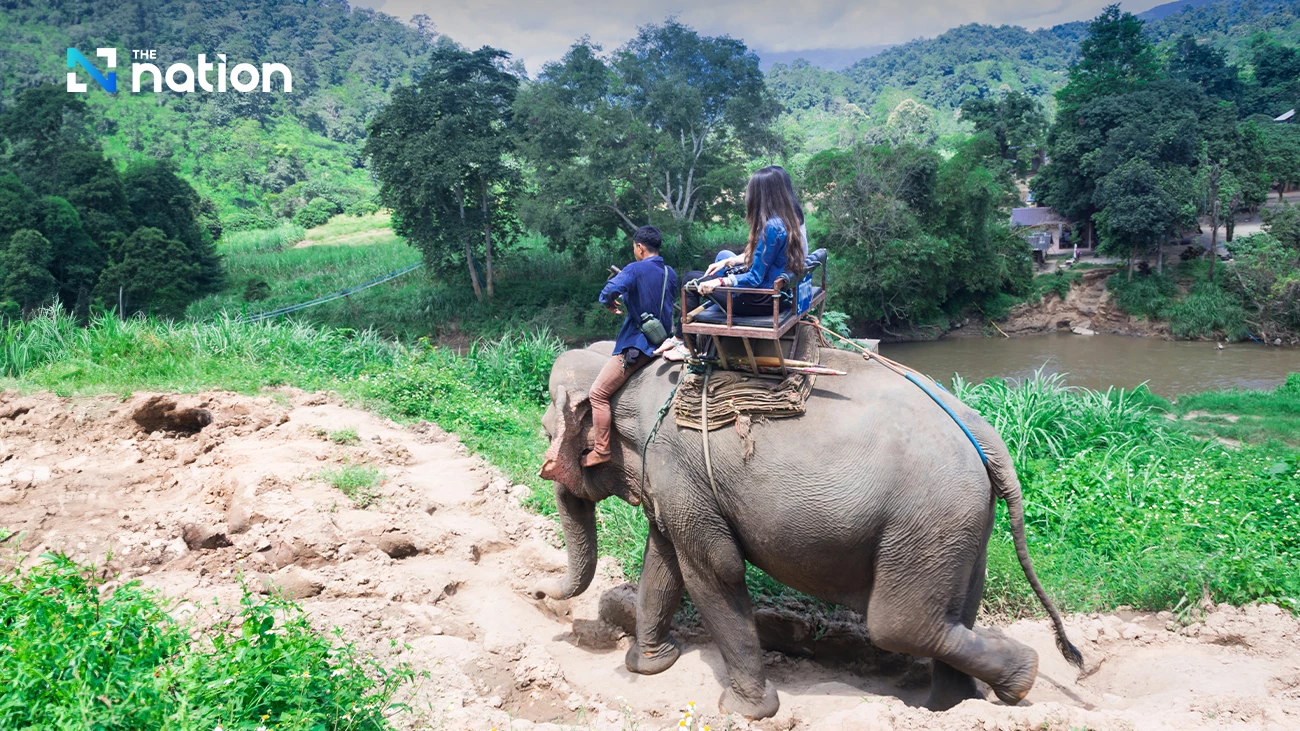 Thailand criticised for captive breeding of elephants for tourism