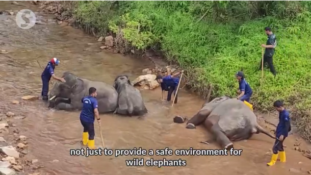 马来西亚野生大象的长期计划 – 亚洲新闻网