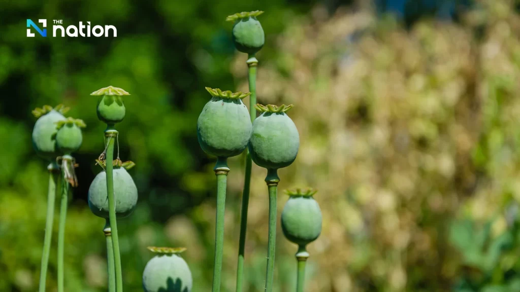 Thailand allows use of opium, magic mushrooms for medical purposes, research