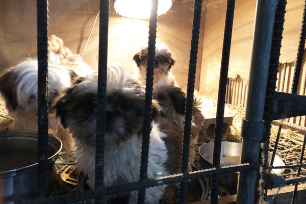 Behind the making and marketing of ‘trendy’ dog breeds in South Korea