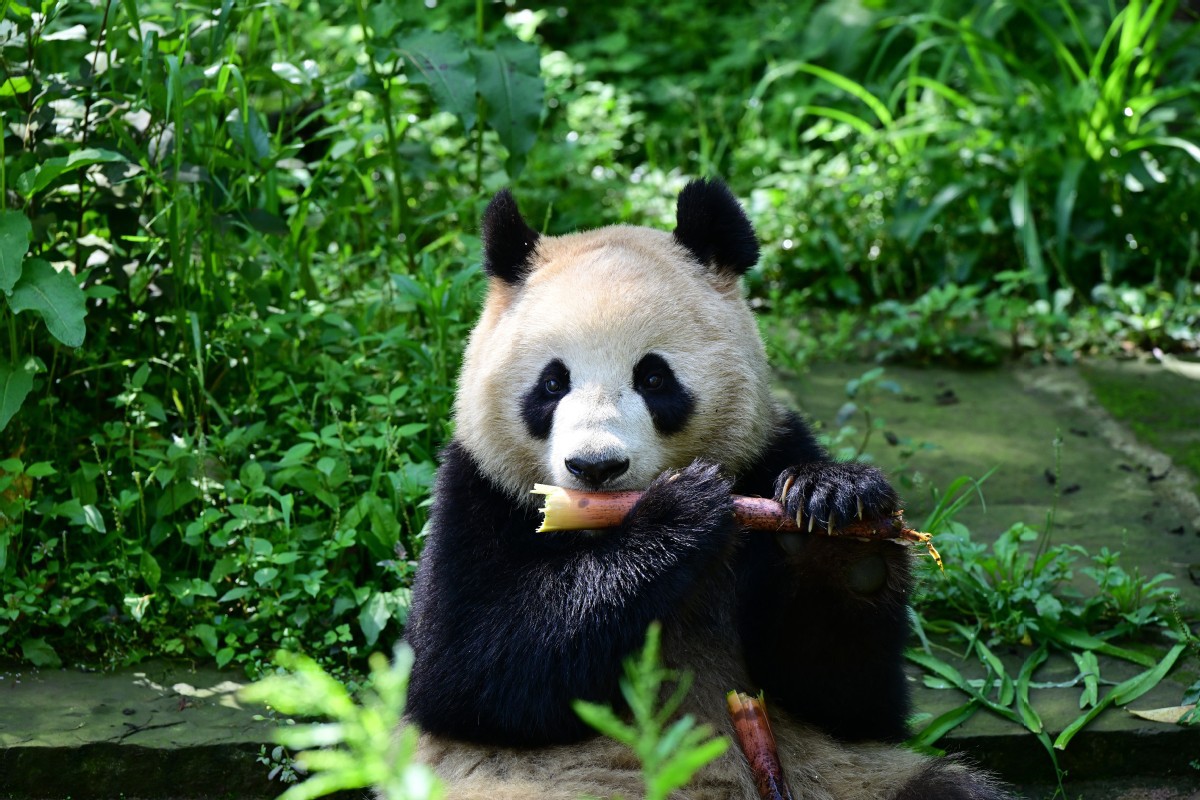 China, US start new round of panda ties