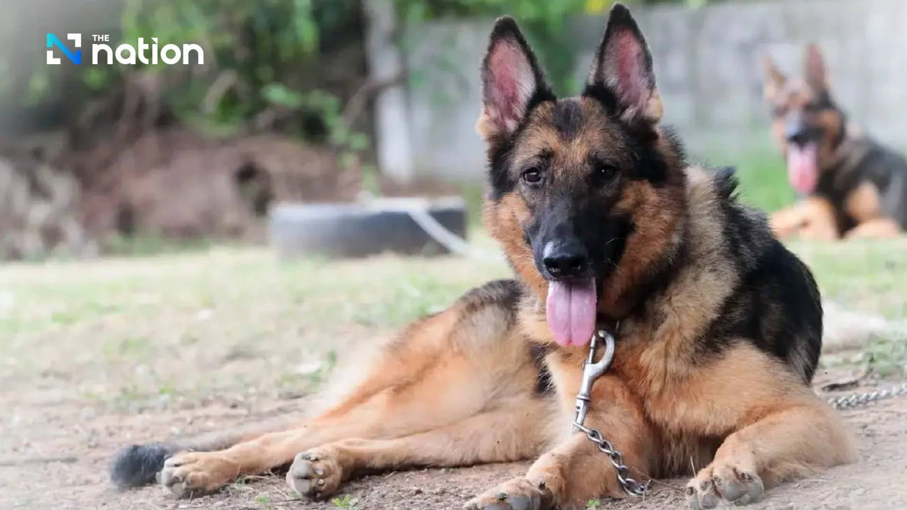 Thailand’s army gets ready to auction off 66 dogs next week