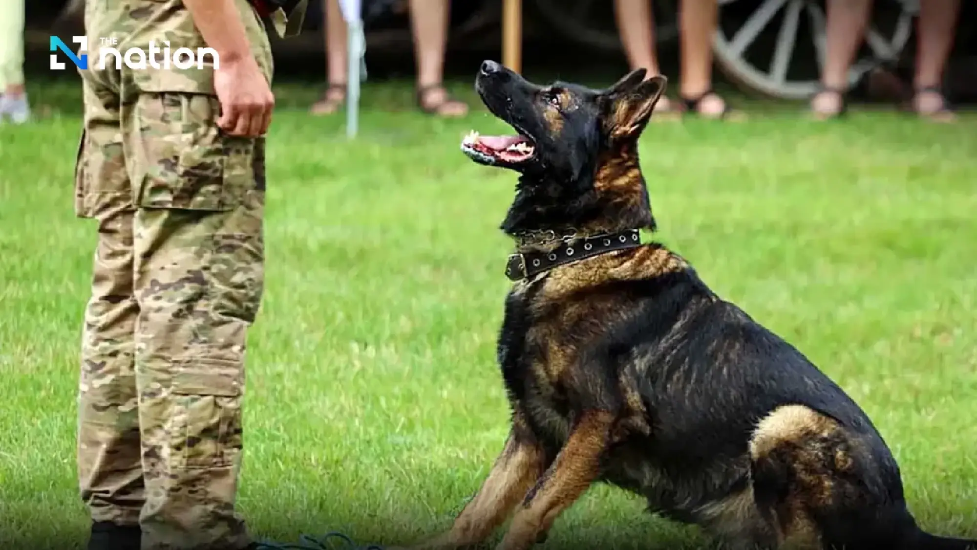 Thailand’s army gets ready to auction off 66 dogs next week