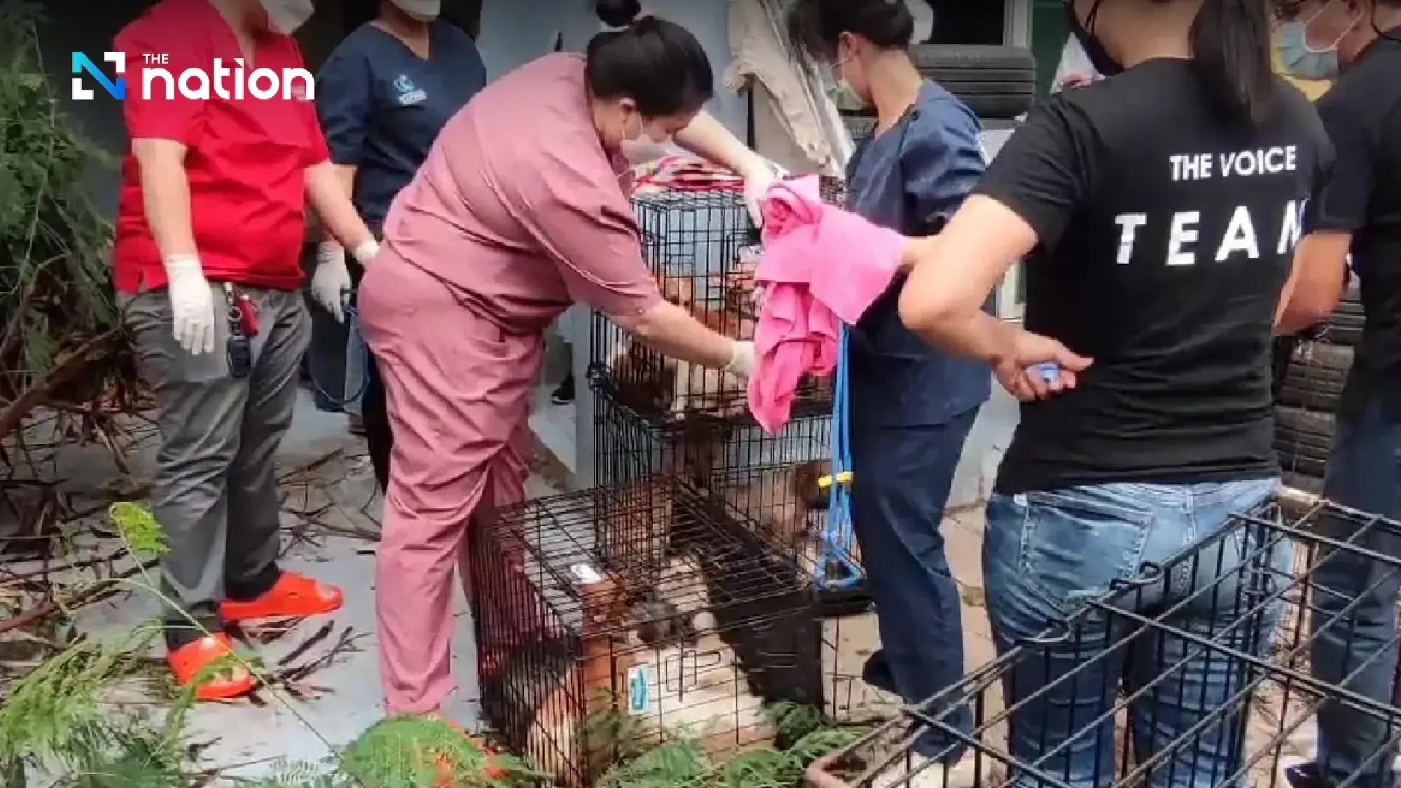 28 starving dogs eat dead owner’s leg in Bangkok house