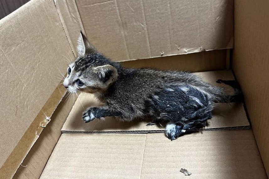 Cat rescuers in Singapore lament surge in alleged abandonments, call for punitive action