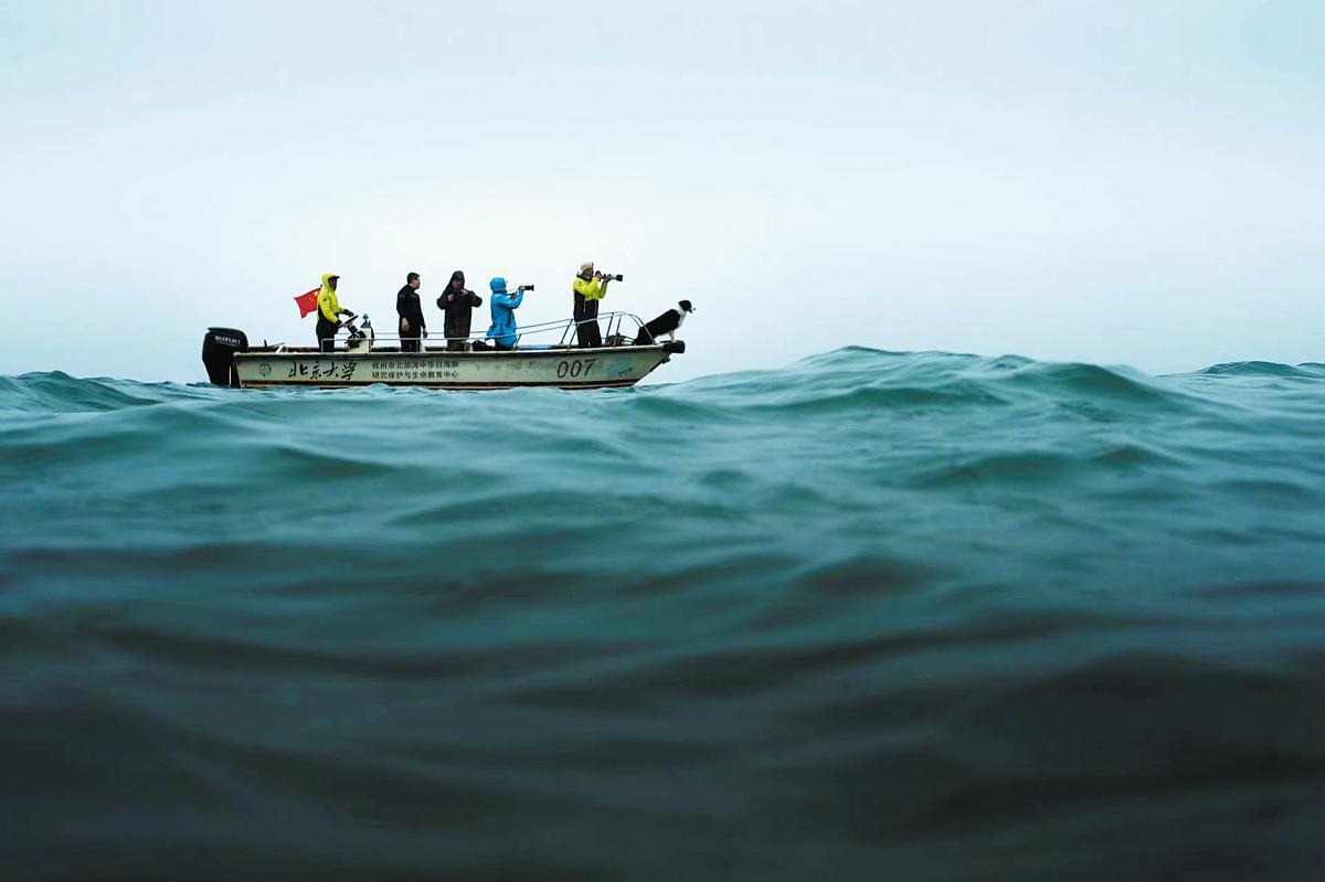 Dedicated Chinese family provides safety net for protected dolphins