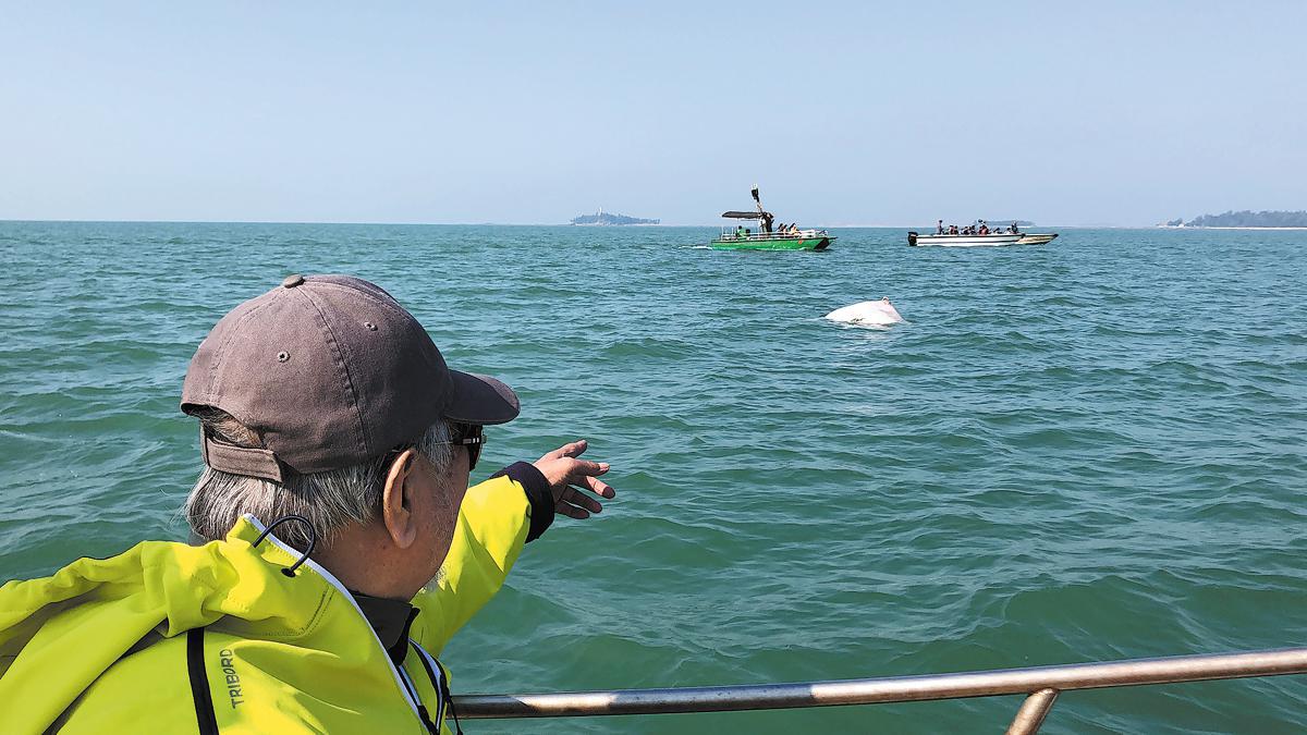 Dedicated Chinese family provides safety net for protected dolphins