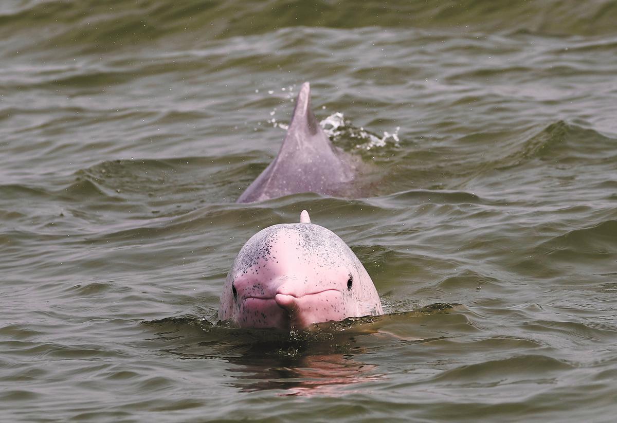 Dedicated Chinese family provides safety net for protected dolphins