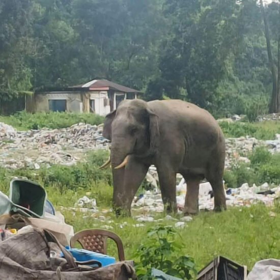 How the Bhutanese try to co-exist with elephants