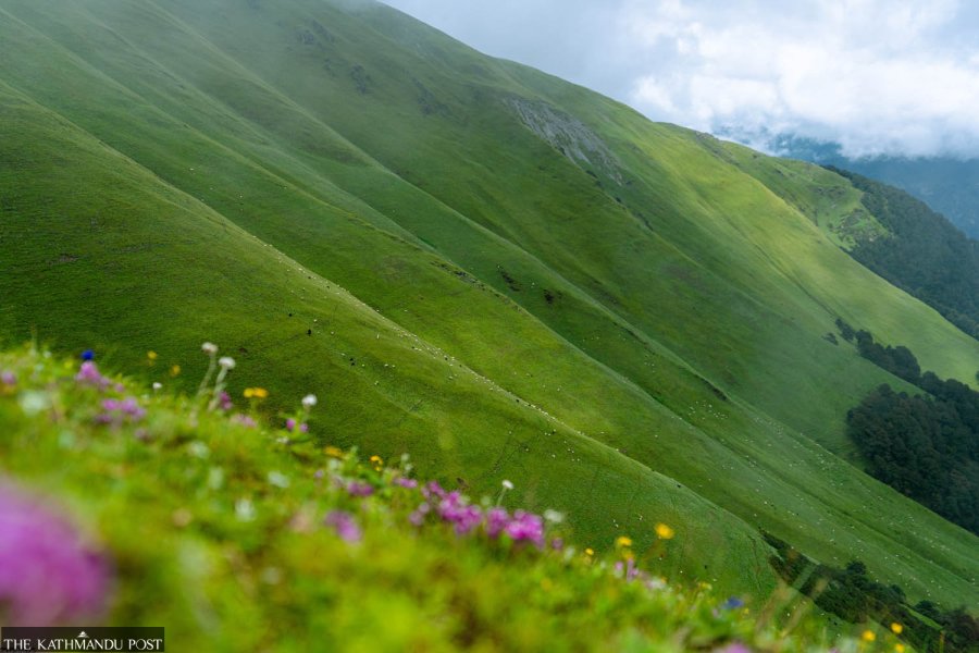 Nepal’s Rukum East’s enchanting grassland