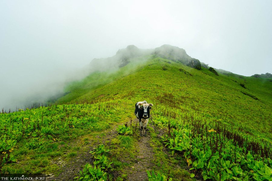 Nepal’s Rukum East’s enchanting grassland