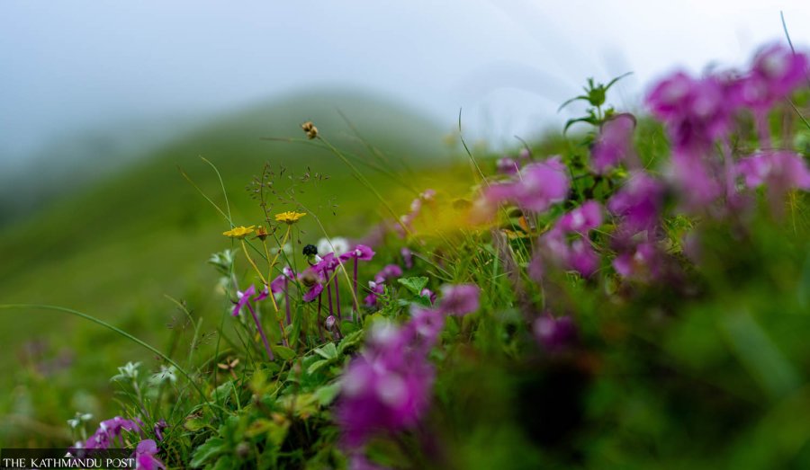 Nepal’s Rukum East’s enchanting grassland