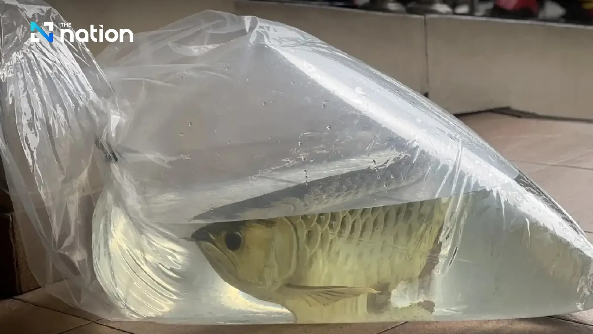 Thai PM’s office revamped for Paetongtarn, ex-deputy PM’s pet fish relocated