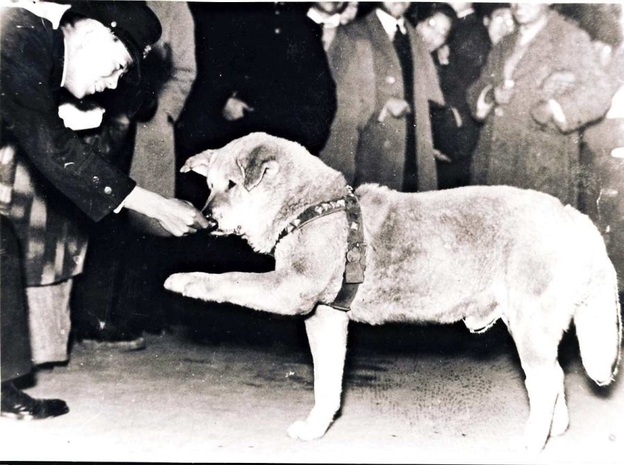 Photo of Shibuya's iconic dog Hachiko found - Asia News
