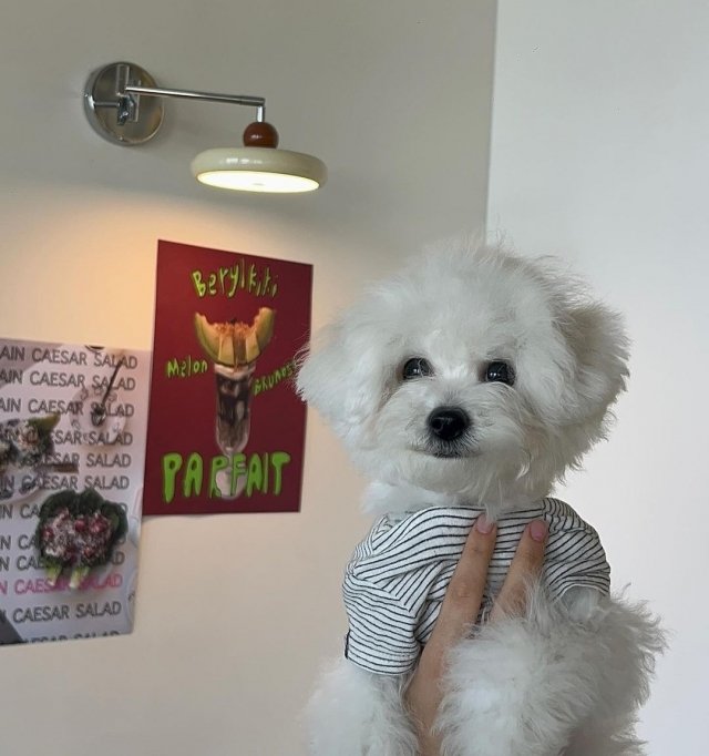 Some pet friendly cafes in South Korea are finding themselves in the dog house