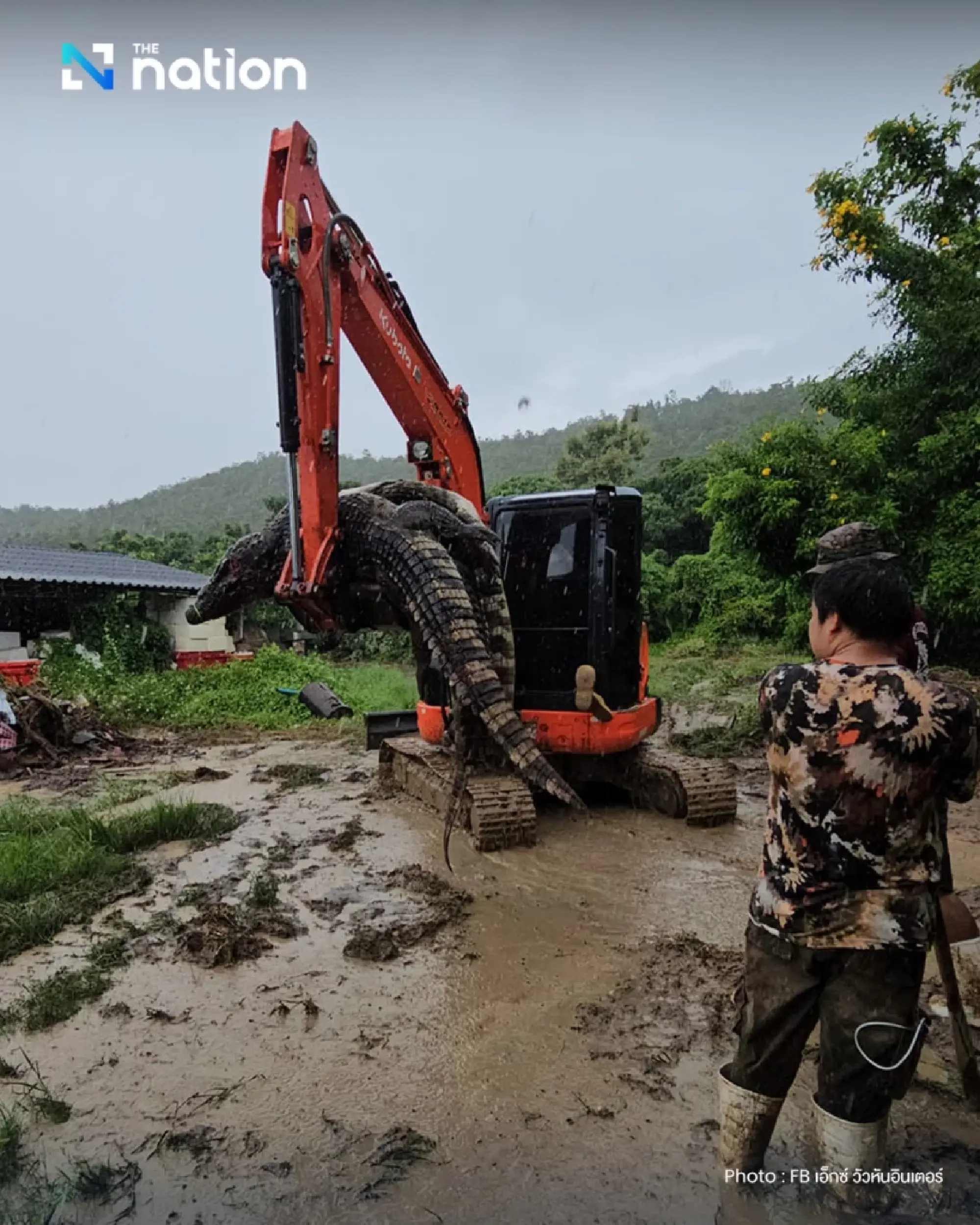 Crocodile farm owner in Thailand reveals ‘devastating decision’ to cull breeding stock