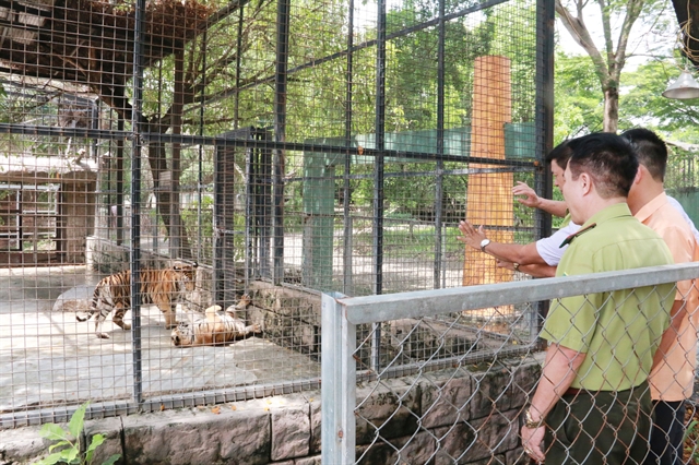 'Unusual' deaths of 20 tigers, black panther at southern park investigated, virus feared