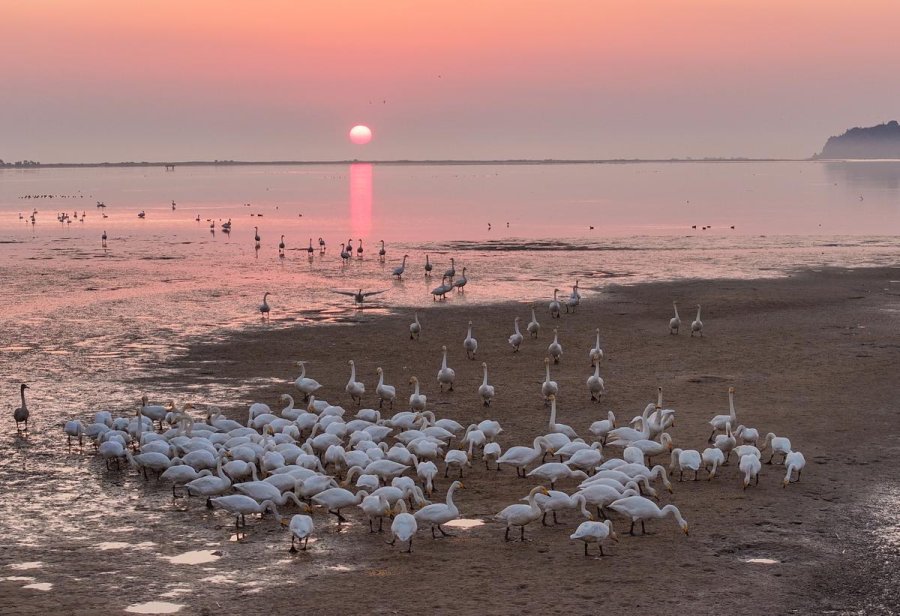 Hundreds of swans grace Rongcheng's lakeside beauty