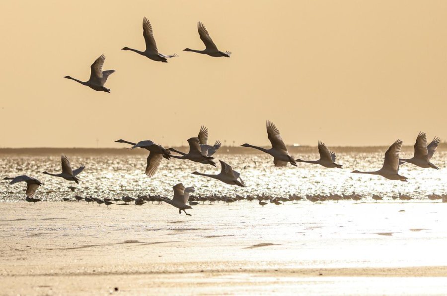 Hundreds of swans grace Rongcheng's lakeside beauty