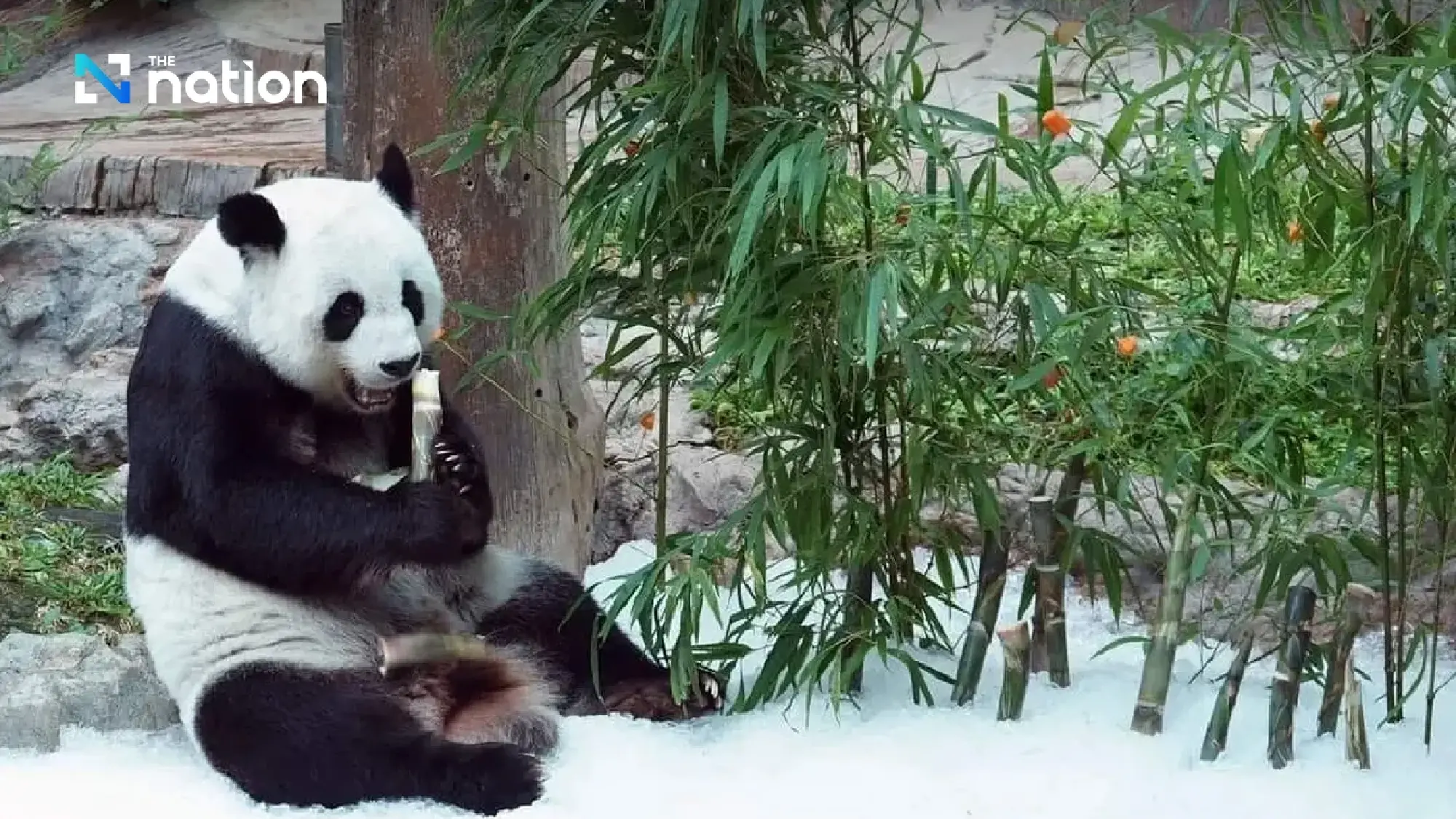 Panda diplomacy: China to send new pair to mark 50 years of ties with Thailand