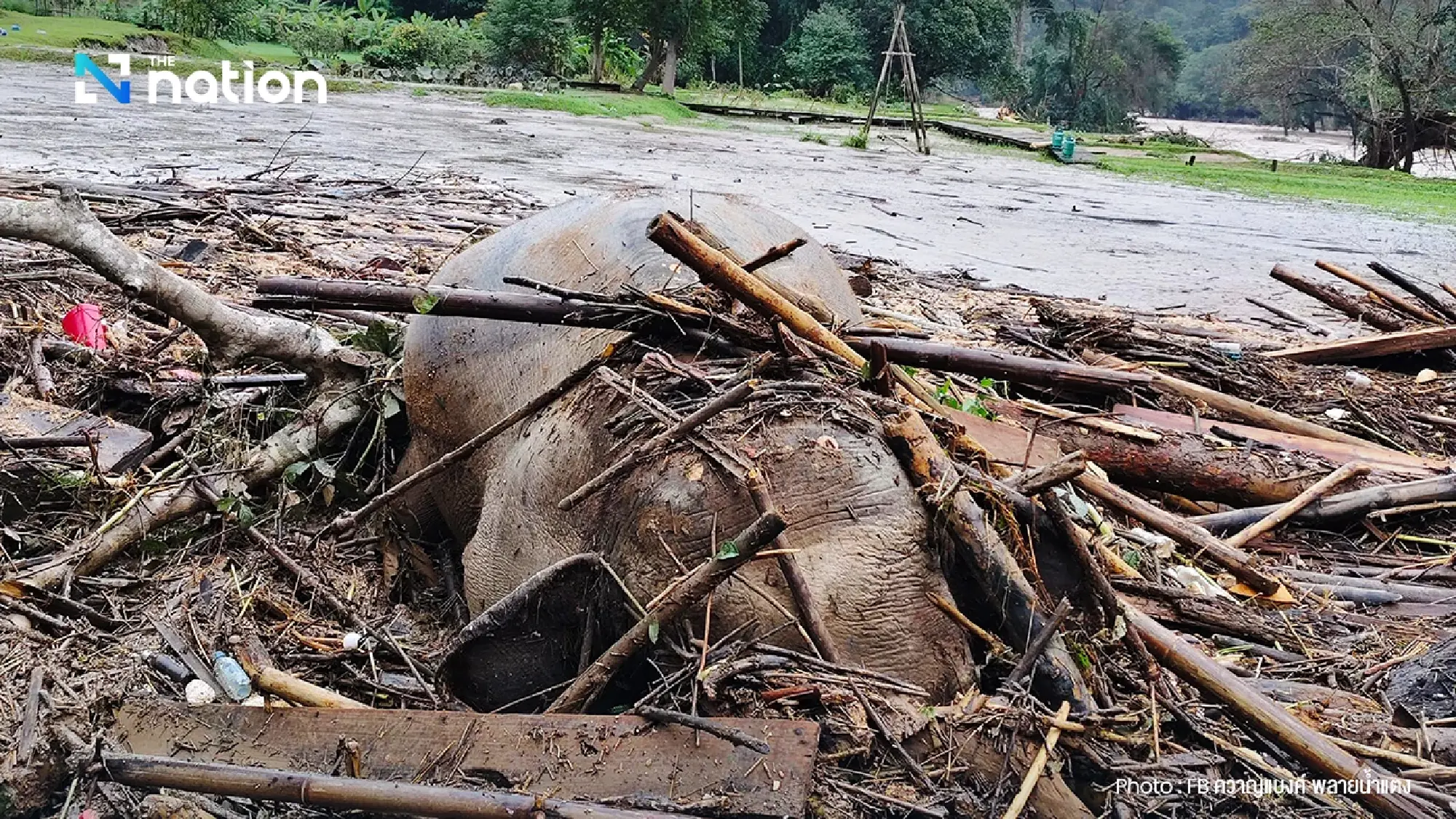 Rush to rescue 7 elephants stranded in flooded pens in Chiang Mai; 2 found dead - Asia News NetworkAsia News Network