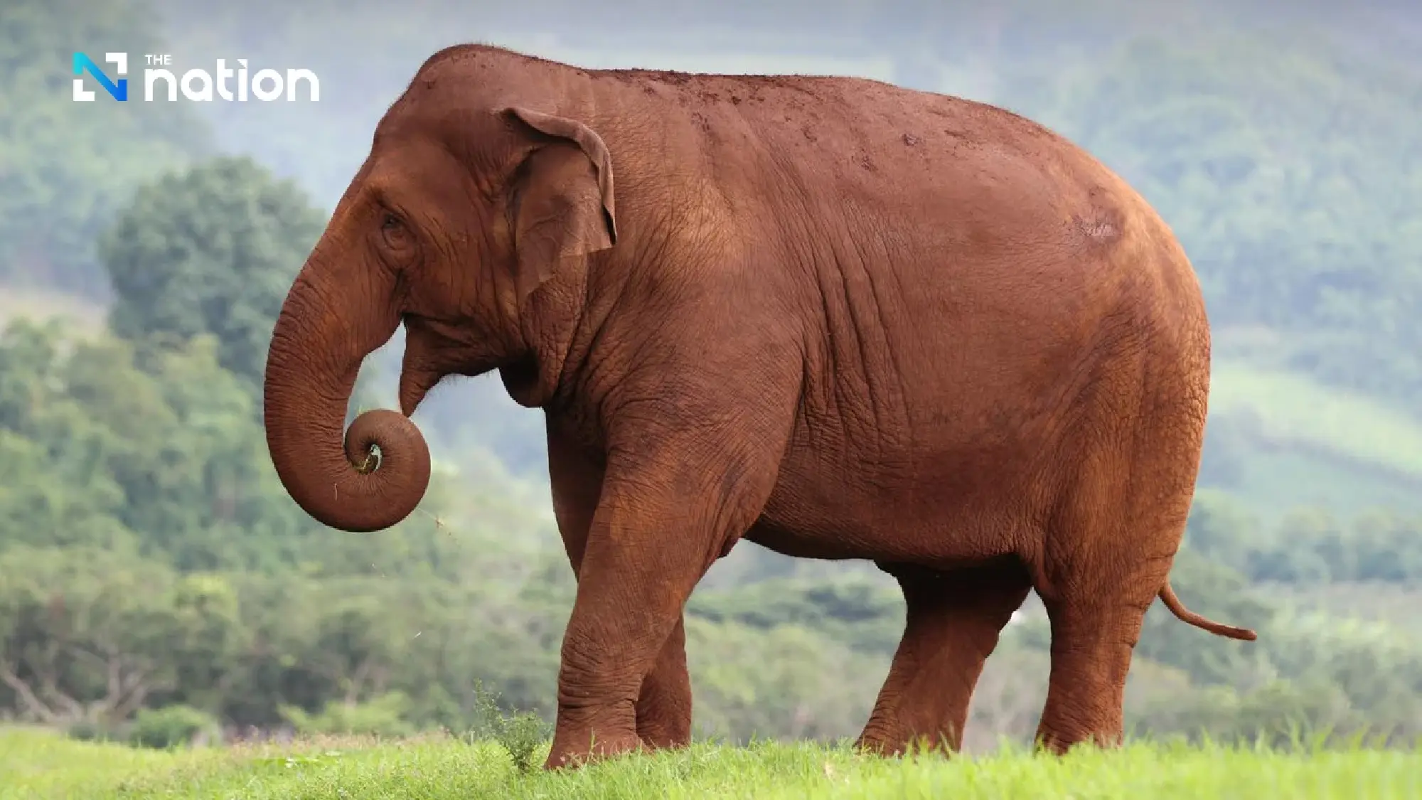 Rush to rescue 7 elephants stranded in flooded pens in Chiang Mai; 2 found dead