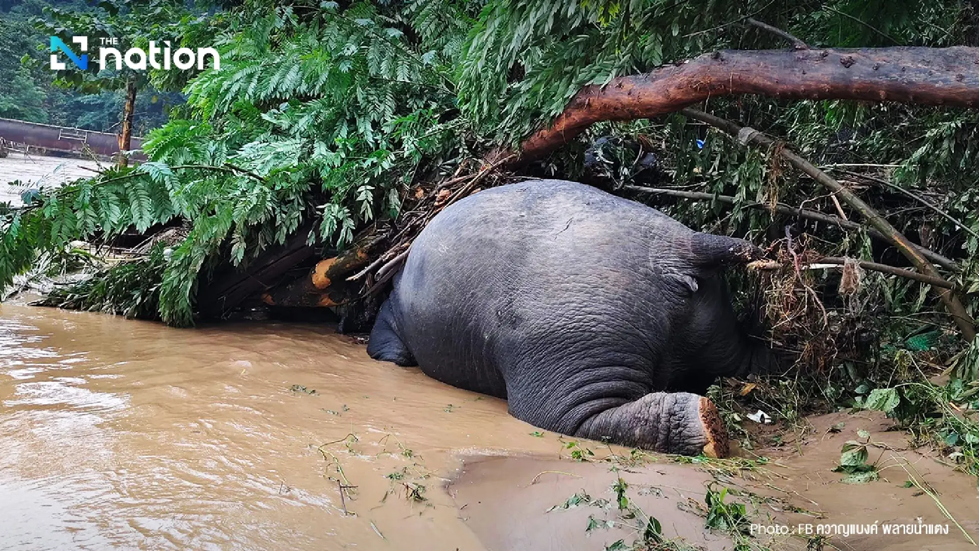 Rush to rescue 7 elephants stranded in flooded pens in Chiang Mai; 2 found dead