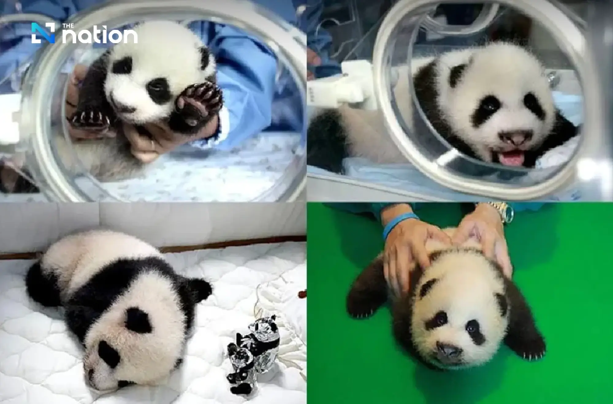 Panda diplomacy: China to send new pair to mark 50 years of ties with Thailand