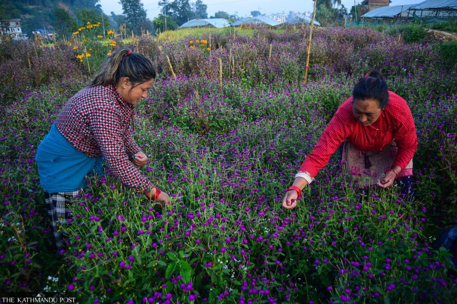 Farmers in Nepalese village pluck makhamali flowers as Tihar nears