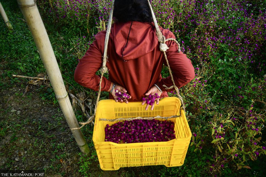 Farmers in Nepalese village pluck makhamali flowers as Tihar nears