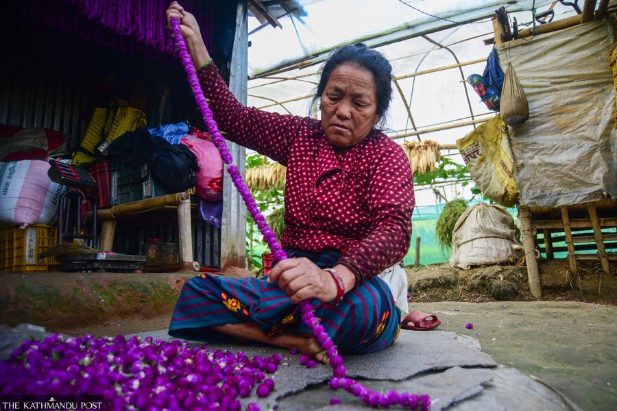Farmers in Nepalese village pluck makhamali flowers as Tihar nears