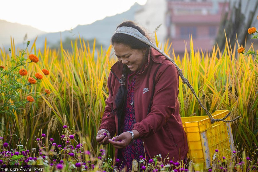 Farmers in Nepalese village pluck makhamali flowers as Tihar nears