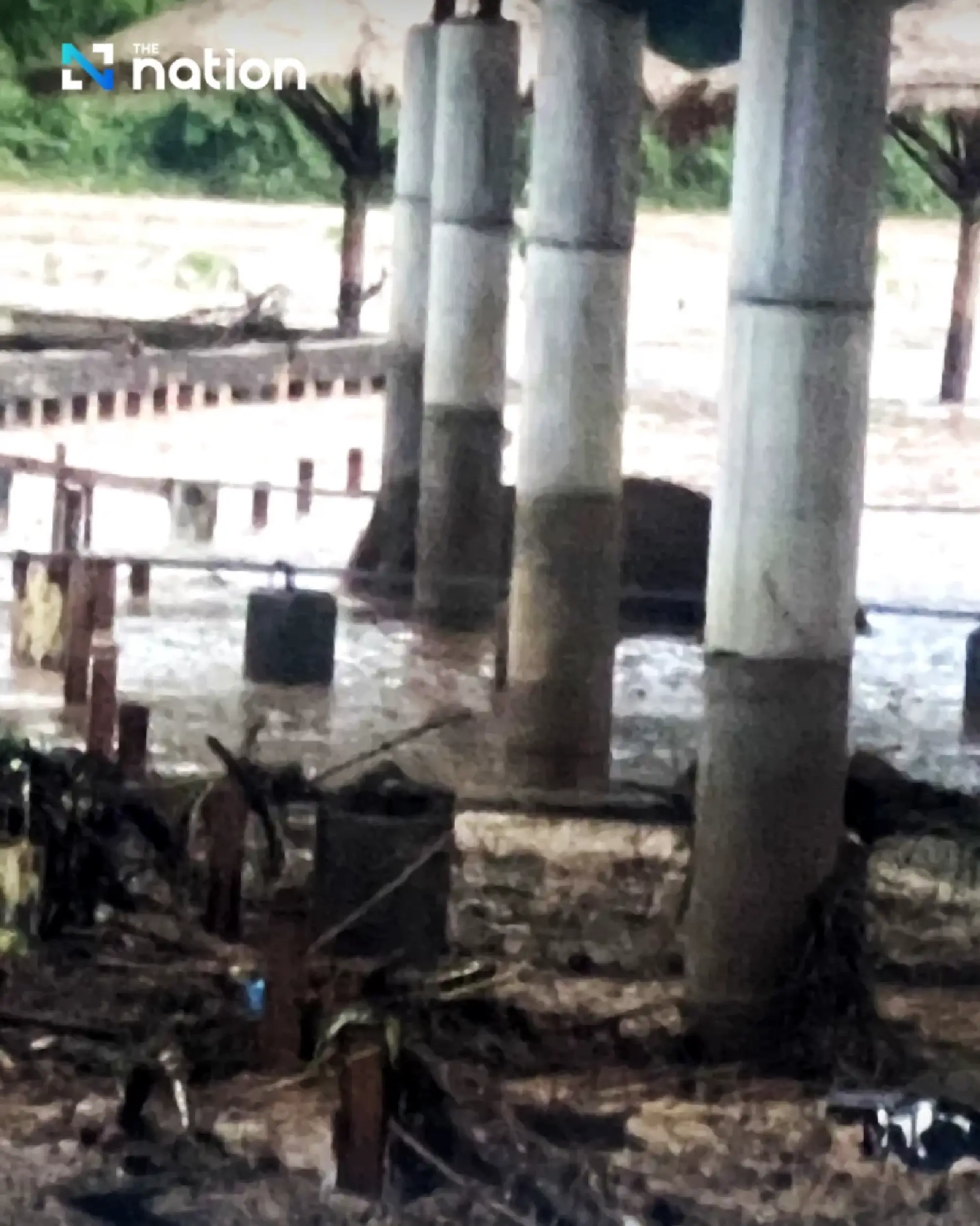 Rush to rescue 7 elephants stranded in flooded pens in Chiang Mai; 2 found dead