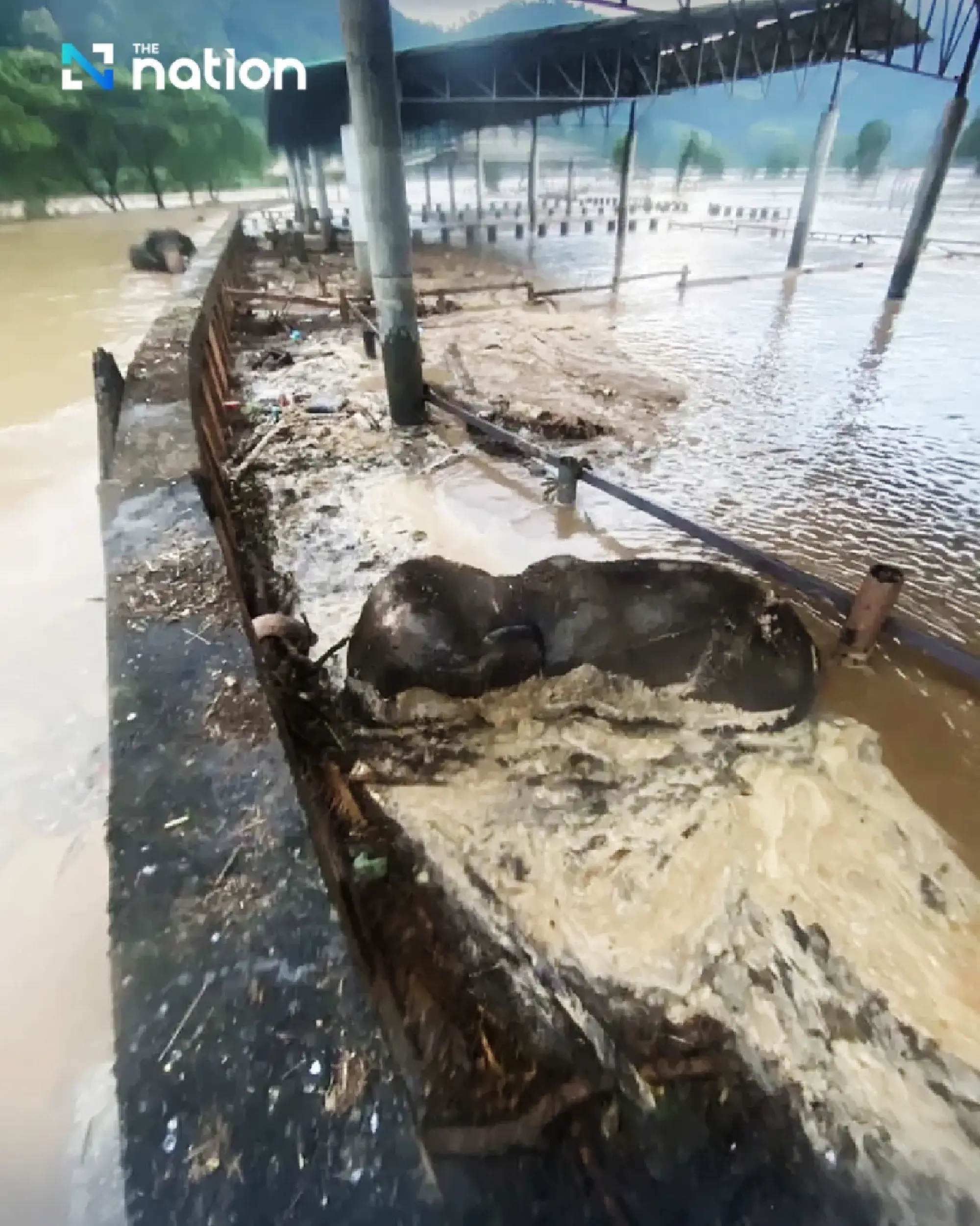 Rush to rescue 7 elephants stranded in flooded pens in Chiang Mai; 2 found dead