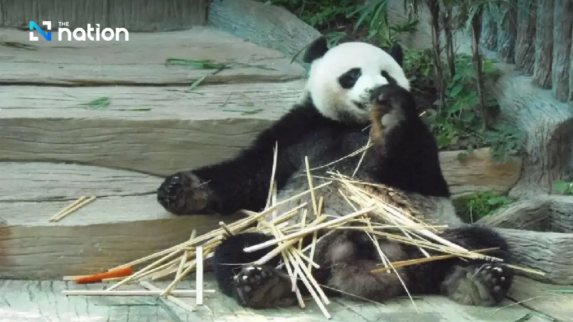 Panda diplomacy: China to send new pair to mark 50 years of ties with Thailand